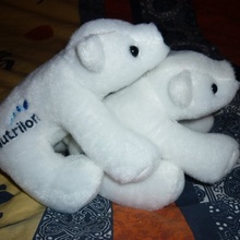 Белый медвежонок и диск про грудное вскармливание от Nutrilon