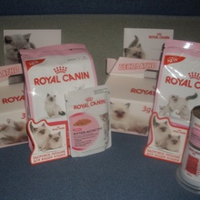 Подарки для котят от Royal Canin