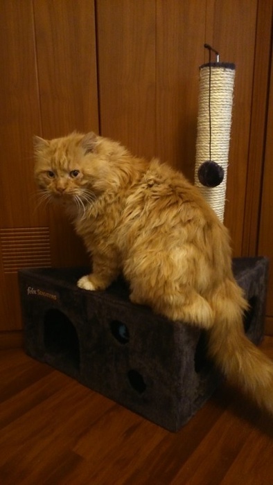 Приз конкурса Felix «Мой кот - сенсация!»