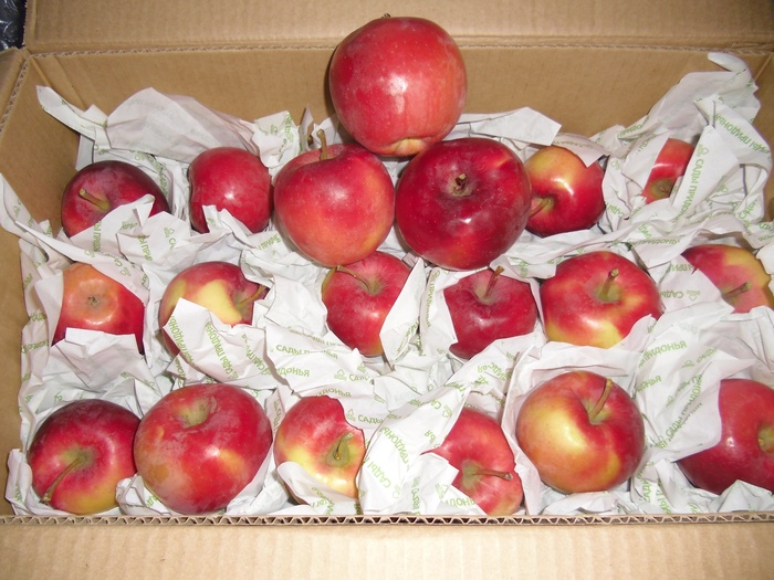 Приз акции Сады Придонья «Подари яблочко»