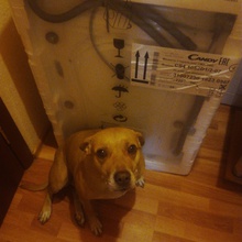 Как я и обещала,  фото стиральной машины дома (в коридоре) + моя Кируся от Яндра