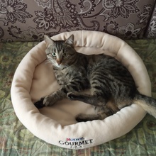 Лежанка для кота от Gourmet