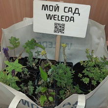 Мои растения привезли от Weleda