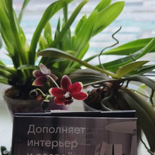 Умная колонка VK Капсула Мини. от Tiswell