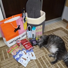 - от Розыгрыш призов от зоомагазина Четыре лапы.