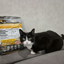 Корм для кошек от ПроБаланс