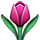 :tulip: